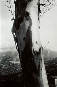 Image description is not available for 1999.046